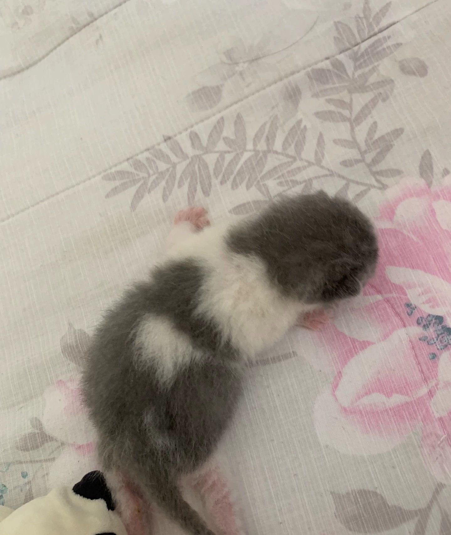 高品蓝白弟弟矮脚血